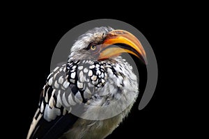 The southern yellow-billed hornbill Tockus leucomelas, podtrait with black background
