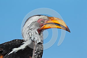 Southern Yellow-billed Hornbill, Tockus leucomelas, portrait of grey and black bird with big yellow bill, Botswana, Africa