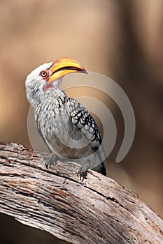 The southern yellow-billed hornbill Tockus leucomelas sitting on the branch.Hornbill with a yellow beak, flying banana, sitting