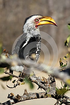 The southern yellow-billed hornbill Tockus leucomelas sitting on the branch,portrait