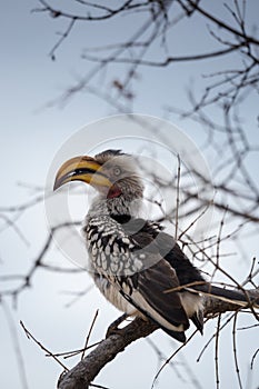 Southern Yellow-billed Hornbill Tockus leucomelas Sitting on Branch, South Africa