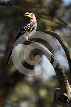 The southern yellow-billed hornbill Tockus leucomelas sitting on the horn of antelopes