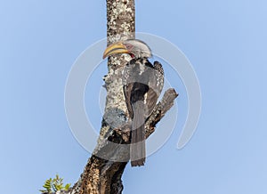 A Southern Yellow-billed Hornbill, Tockus leucomelas, sitting on the top of a tree branch in South Africa