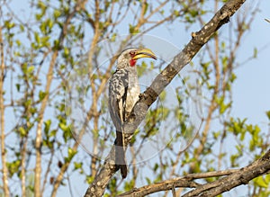 A Southern Yellow-billed Hornbill, Tockus leucomelas, sitting on the top of a tree branch in South Africa
