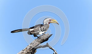 A Southern Yellow-billed Hornbill, Tockus leucomelas, sitting on the top of a tree branch in South Africa