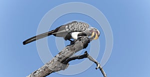 A Southern Yellow-billed Hornbill, Tockus leucomelas, sitting on the top of a tree branch in South Africa