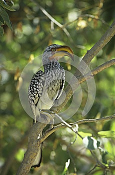 Southern Yellow-billed Hornbill in tree