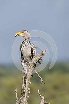 Southern Yellow-billed Hornbill on whitered branch at Kruger park, South Africa photo