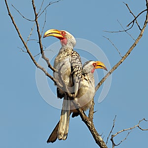 Southern yellow-billed hornbills