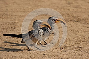 Southern Yellow-billed Hornbills