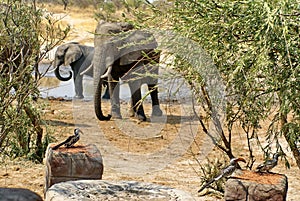 Southern yellow-billed hornbills and elephants