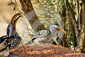 Southern yellow-billed hornbills at a feeder