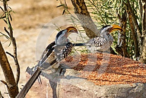 Southern yellow-billed hornbills at a feeder