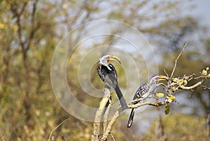 Southern yellow-billed hornbills on a tree