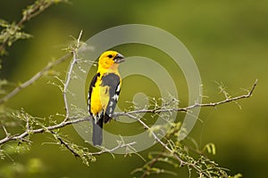 Southern Yellow Grosbeak, bird of south America, Ecuador photo