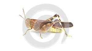 Southern Yellow winged Grasshopper - Arphia granulata side profile view isolated on white background