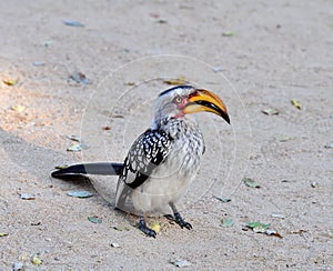 Southern Yellowbilled Hornbill