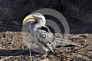 Southern Yellowbilled Hornbill