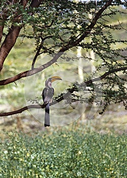 Southern Yellowbilled Hornbill