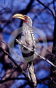 Southern Yellowbilled Hornbill