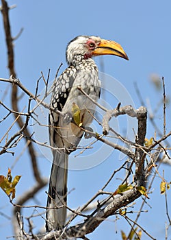 Southern Yellowbilled Hornbill