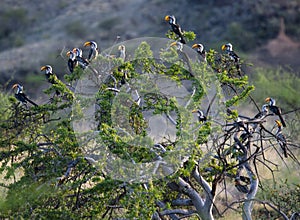 Southern Yellowbilled Hornbill's; tockus leucomelas;