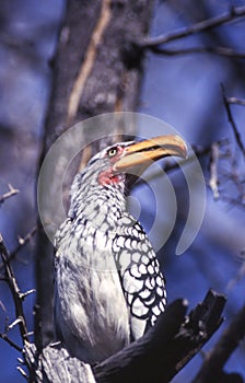 Southern Yellowbilled Hornbill