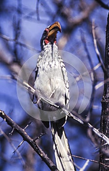 Southern Yellowbilled Hornbill