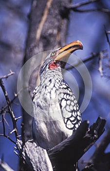 Southern Yellowbilled Hornbill photo