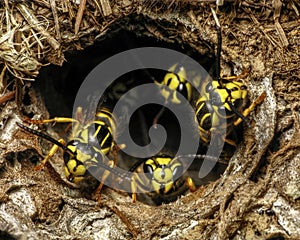 Southern Yellowjacket (Vespula squamosa) guarding nest hole entrance in lawn photo