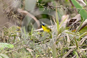 Southern Yellowthroat (Geothlypis velata) in Brazil photo