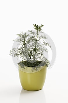 Southernwood (Artemisia abrotanum) photo