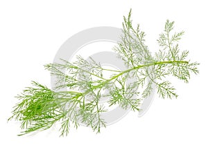 Southernwood (Artemisia Abrotanum) Branch photo