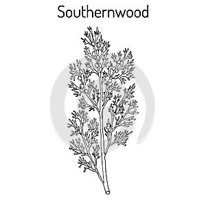 Southernwood artemisia abrotanum , or lad s love, southern wormwood, medicinal plant photo