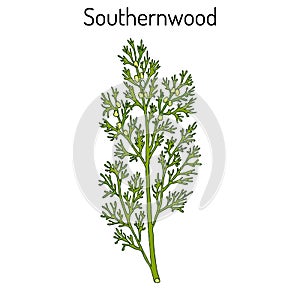 Southernwood artemisia abrotanum , or lad s love, southern wormwood, medicinal plant photo
