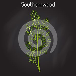 Southernwood artemisia abrotanum , or lad s love, southern wormwood, medicinal plant photo