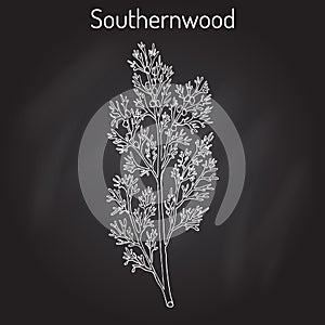 Southernwood artemisia abrotanum , or lad s love, southern wormwood, medicinal plant photo