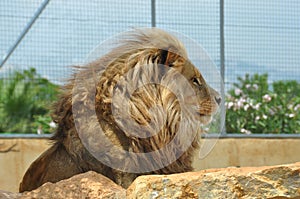 Southwest african lion