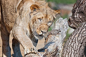 Southwest African Lion