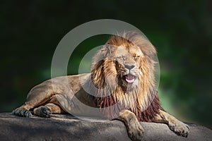 Southwest African Lion - Angola Lion