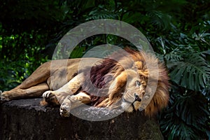 Southwest African Lion - Angola Lion lying down