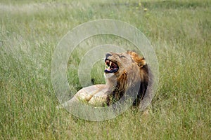 The Southwest African lion or Katanga lion Panthera leo bleyenberghi yawning in savannah. Large male with a dark mane in the
