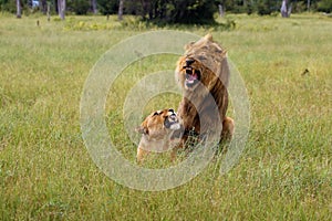 Southwest african lion or Katanga lion panthera leo mating in the savanna. Mating couple in the green grass of the African
