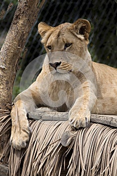 Southwest African lion, Panthera leo bleyenberghi, lives in South Africa