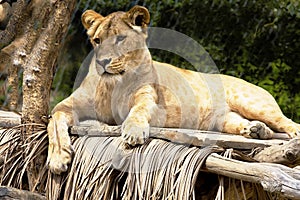 Southwest African lion, Panthera leo bleyenberghi, lives in South Africa