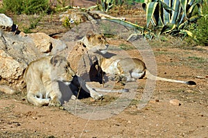 Southwest african lioness