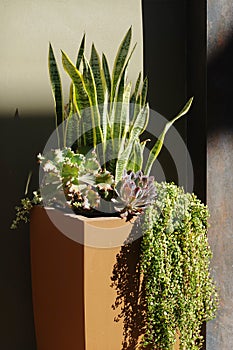 Southwest architecture, potted plants