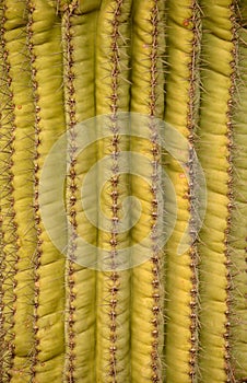 Southwest background of a saguaro cactus