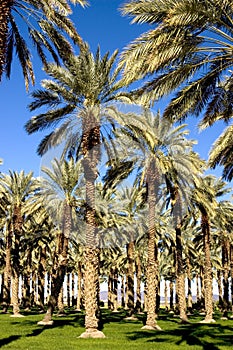 Southwest Date Palm Trees