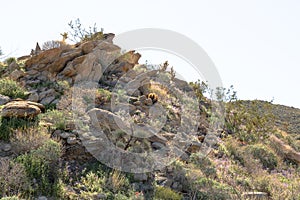 Southwest desert hill landscape with desert plants in springtime, camping, hiking and adventure in spring in american